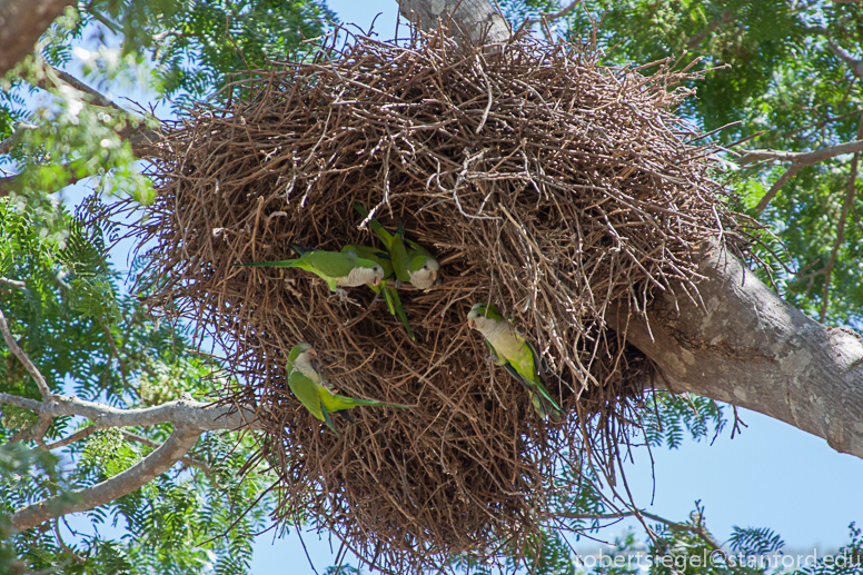 monk parakeets